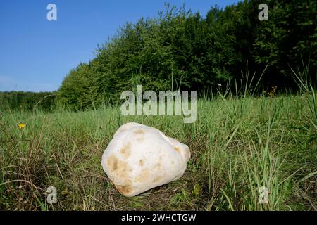 Gigantesco bostro (Langermannia gigantea) in un prato, Renania settentrionale-Vestfalia, Germania Foto Stock