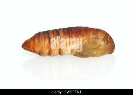 Albero di Dio spinner o Ailanthus spinner (Samia cynthia), pupa Foto Stock