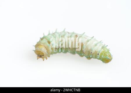 Falena albero di Dio o falena Ailanthus (Samia cynthia), caterpillar Foto Stock