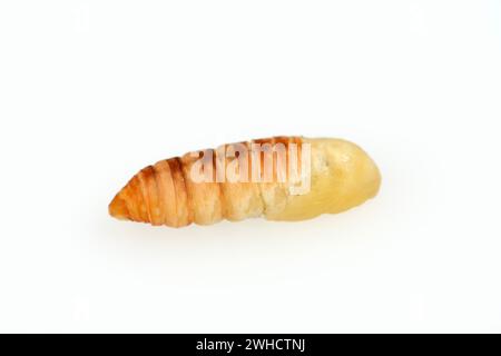 Albero di Dio spinner o Ailanthus spinner (Samia cynthia), pupa Foto Stock