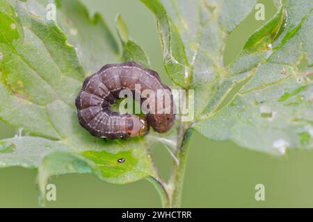 Satellite (Eupsilia transversa), caterpillar, Renania settentrionale-Vestfalia, Germania Foto Stock