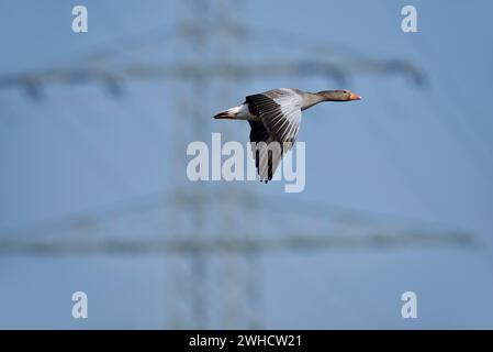 L'oca Greylag (Anser anser) vola di fronte a un palo elettrico, Renania settentrionale-Vestfalia, Germania Foto Stock