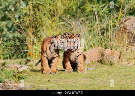 Tigre di Sumatra (Panthera tigris sumatrae), cuccioli, che si verificano a Sumatra Foto Stock