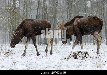 Alce europea (Alces alces alces), alce di toro e mucca in inverno Foto Stock