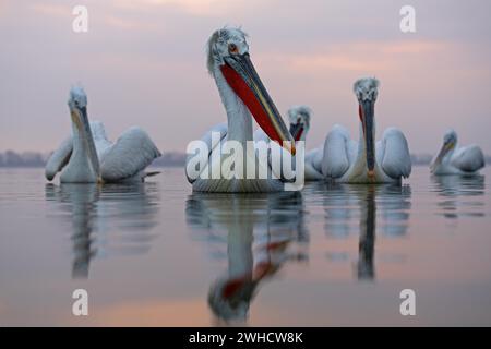 Dalmazia pellicani (Pelecanus crispus), il lago di Kerkini, Grecia, Europa Foto Stock