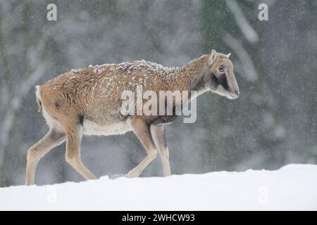 Mouflon europeo (Ovis gmelini musimon, Ovis orientalis musimon), femmina in inverno, Germania Foto Stock