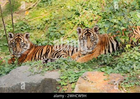 Tigre di Sumatra (Panthera tigris sumatrae), cuccioli, che si verificano a Sumatra Foto Stock