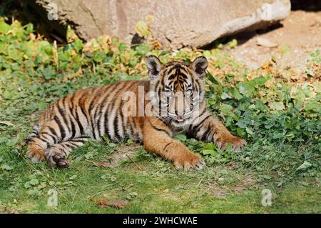 Tigre di Sumatra (Panthera tigris sumatrae), cucciolo, presenza a Sumatra Foto Stock