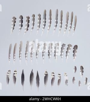 Picchio maculato (Dendrocopos Major, Picoides Major), piume Foto Stock
