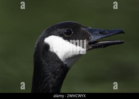 Capo d'oca canadese (Branta canadensis), ritratto, denti, dettaglio, bianco, Black, Moenchbruch, Francoforte sul meno, Assia, Germania Foto Stock