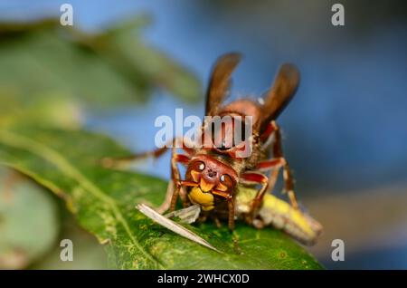 Hornet (Vespa crabro) con cavalletta catturata, Renania settentrionale-Vestfalia, Germania Foto Stock