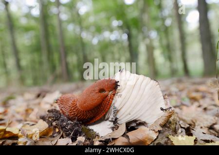 Lumaca rossa (Arion rufus) che si nutre di funghi, Renania settentrionale-Vestfalia, Germania Foto Stock