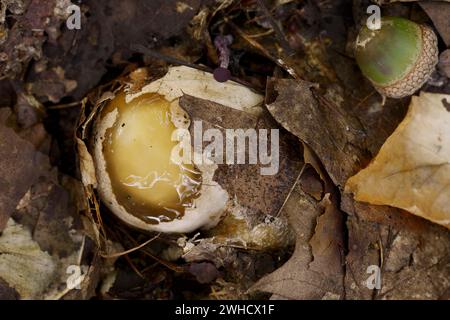 Corno comune (Phallus impudicus), uovo di strega, Renania settentrionale-Vestfalia, Germania Foto Stock