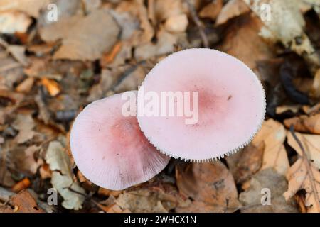 Ravanello rosa (Mycena rosea), Renania settentrionale-Vestfalia, Germania Foto Stock