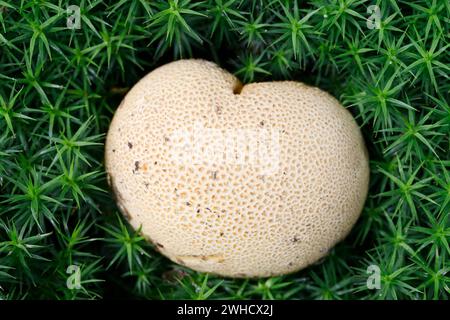 Palla di pelo veleno della pelle di suino (scleroderma citrinum) e muschio comune della cuffia (Polytrichum commune), Renania settentrionale-Vestfalia, Germania Foto Stock