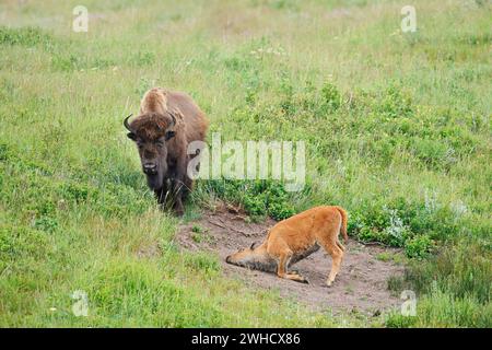 Bisonte americano (Bos bison), femmina e vitello, Alberta, Canada Foto Stock