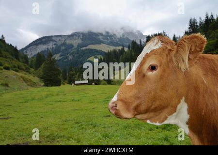 Bestiame domestico su un prato alpino, Salisburghese, Austria Foto Stock