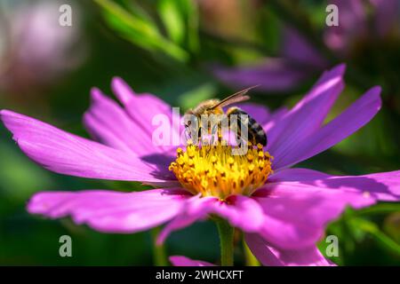 Macro di un'ape su un fiore di dahlia rosa Foto Stock