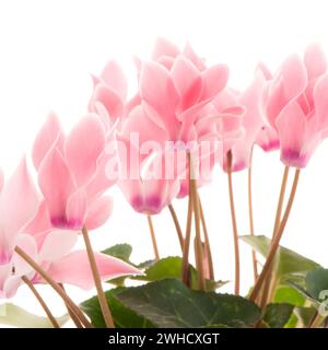 Bellissimo fiore rosa di ciclamini Foto Stock