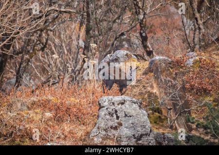 Il cervo Muschio dell'Himalaya, il leucogaster Moschus, il Pangolakha Wildlife Sanctuary, Sikkim, India Foto Stock