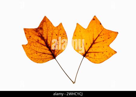 Tulipani (Liriodendron tulipifera), foglie in autunno Foto Stock