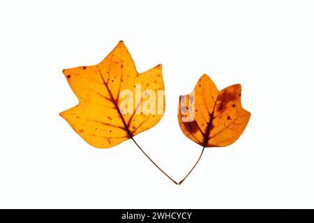 Tulipani (Liriodendron tulipifera), foglie in autunno Foto Stock