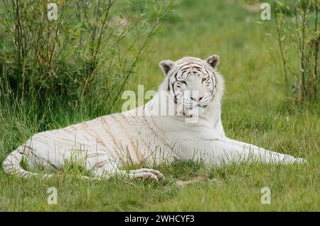 Tigre del Bengala bianco (Panthera tigris tigris), occorrenza India Foto Stock