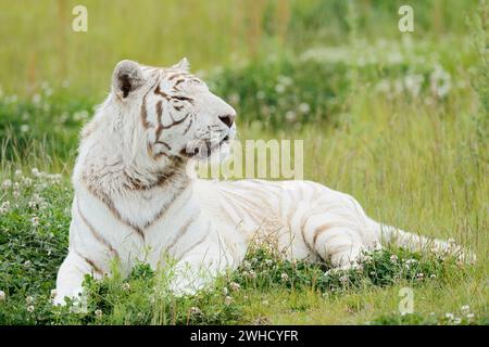 Tigre del Bengala bianco (Panthera tigris tigris), occorrenza India Foto Stock