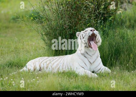 La tigre bianca del Bengala (Panthera tigris tigris) giace sbadigliando nell'erba, occorrenza India Foto Stock