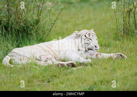 Tigre del Bengala bianco (Panthera tigris tigris), occorrenza India Foto Stock