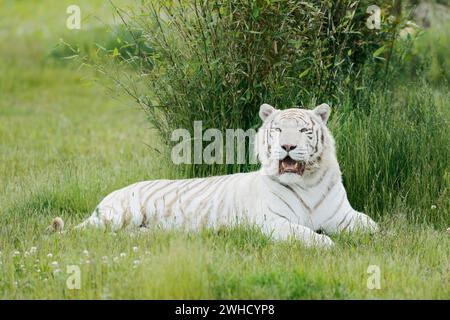 Tigre del Bengala bianco (Panthera tigris tigris), occorrenza India Foto Stock