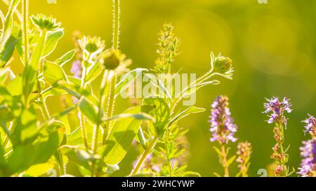 Balsamo glandolare (Impatiens glandulifera), balsamo indiano, balsamo rosso, balsamo himalayano, orchidea del contadino, balsamo gigante, fotografia della natura, pianta Foto Stock