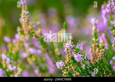 Balsamo glandolare (Impatiens glandulifera), balsamo indiano, balsamo rosso, balsamo himalayano, orchidea del contadino, balsamo gigante, fotografia della natura, pianta Foto Stock