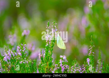 Balsamo glandolare (Impatiens glandulifera), balsamo indiano, balsamo rosso, balsamo himalayano, orchidea del contadino, balsamo gigante, fotografia della natura, pianta Foto Stock