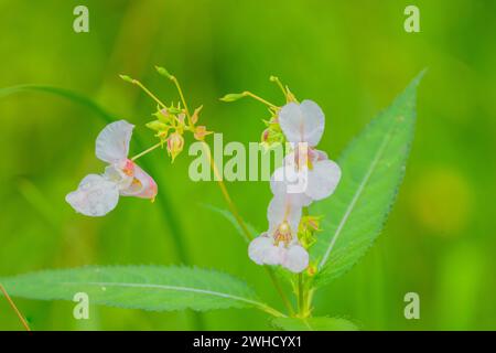 Balsamo glandolare (Impatiens glandulifera), balsamo indiano, balsamo rosso, balsamo himalayano, orchidea del contadino, balsamo gigante, fotografia della natura, pianta Foto Stock