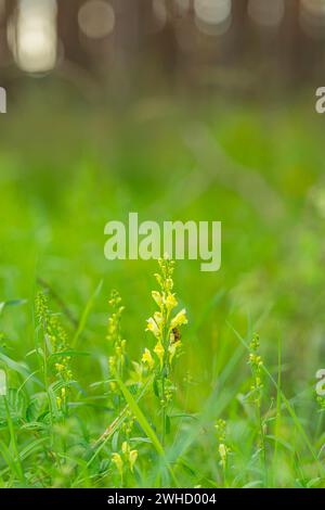 Balsamo glandolare (Impatiens glandulifera), balsamo indiano, balsamo rosso, balsamo himalayano, orchidea del contadino, balsamo gigante, fotografia della natura, pianta Foto Stock