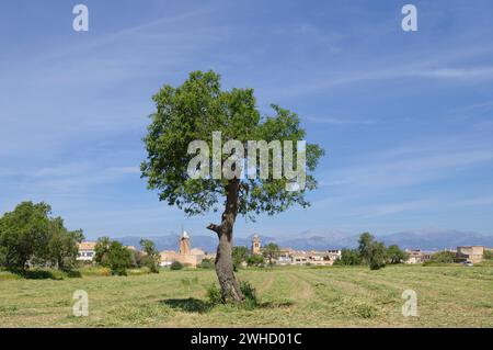 Mandorlo (Prunus dulcis) di fronte al mulino a vento e alla chiesa di San Pedro y Pablo, Algaida, Maiorca, Isole Baleari, Spagna Foto Stock