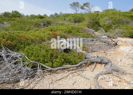 Pino d'Aleppo (Pinus halepensis), fuga dal vento, Maiorca, Isole Baleari, Spagna Foto Stock