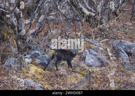 Il cervo Muschio dell'Himalaya, il leucogaster Moschus, il Pangolakha Wildlife Sanctuary, Sikkim, India Foto Stock