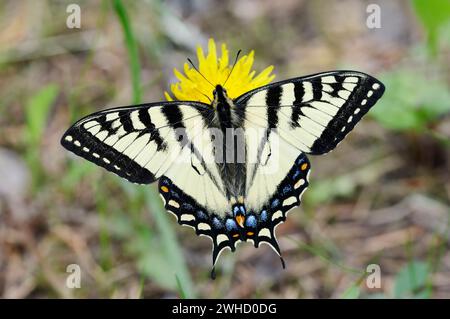 Coda tronca di tigre canadese (Papilio canadensis), Columbia Britannica, Canada Foto Stock