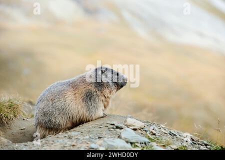 Marmotta alpina (Marmota marmota) nella tana, Parco Nazionale degli alti Tauri, Austria Foto Stock