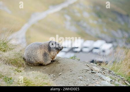 Marmotta alpina (Marmota marmota) nella tana, Parco Nazionale degli alti Tauri, Austria Foto Stock