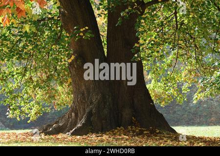 Calce lievitata (Tilia platyphyllos) in autunno, Sassonia, Germania Foto Stock