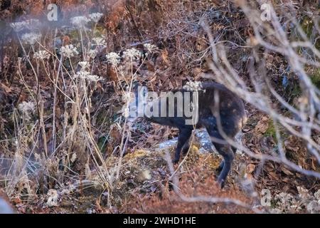 Il cervo Muschio dell'Himalaya, il leucogaster Moschus, il Pangolakha Wildlife Sanctuary, Sikkim, India Foto Stock