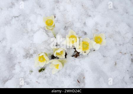 Fiore pasque occidentale (Anemone occidentalis) nella neve, Mount Revelstoke National Park, British Columbia, Canada Foto Stock