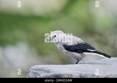 Pine Jay (Nucifraga columbiana), Banff National Park, Alberta, Canada Foto Stock