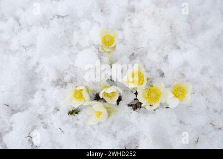 Fiore pasque occidentale (Anemone occidentalis) nella neve, Mount Revelstoke National Park, British Columbia, Canada Foto Stock