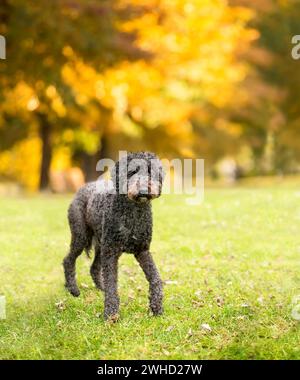 Un cane da barboncino standard all'aperto Foto Stock