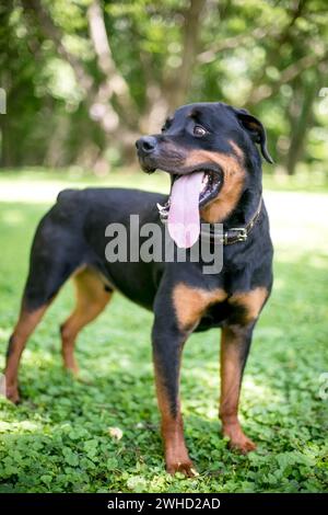 Un cane Rottweiler con una lunga lingua enorme che sbuca all'aperto Foto Stock