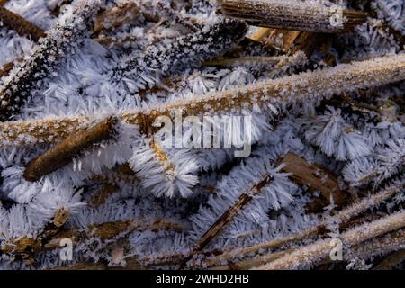 Il forte gelo ha formato bizzarre formazioni di ghiaccio nel letto del fiume Gottleuba. Cristalli di ghiaccio su steli di canne, Bergieshuebel, Sassonia, Germania Foto Stock